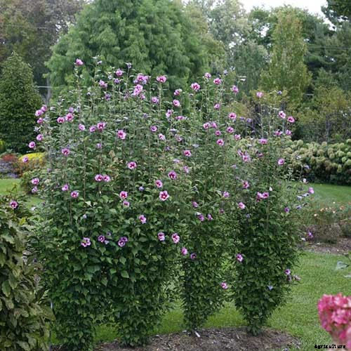 37 of the Best Hibiscus Varieties