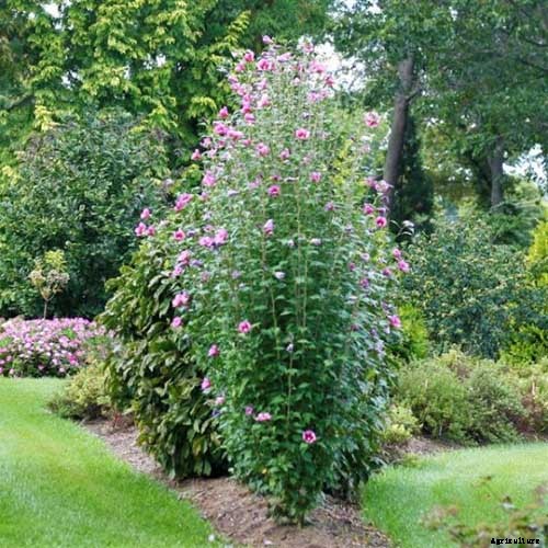 37 of the Best Hibiscus Varieties
