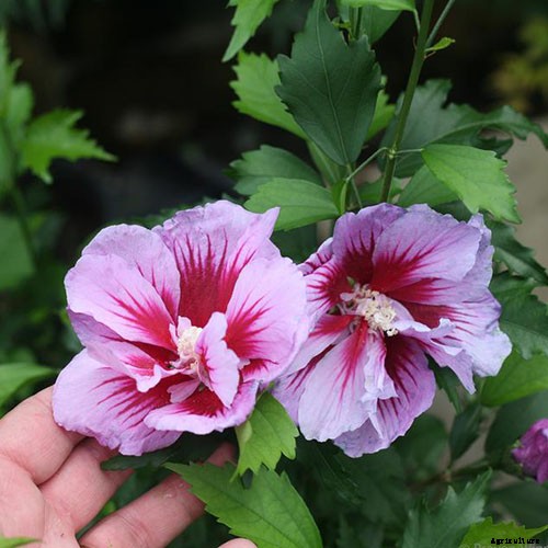 37 of the Best Hibiscus Varieties
