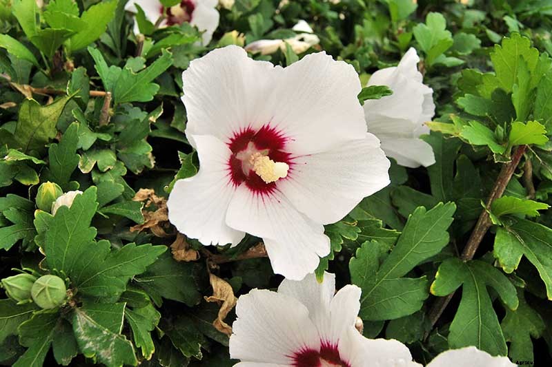 37 of the Best Hibiscus Varieties