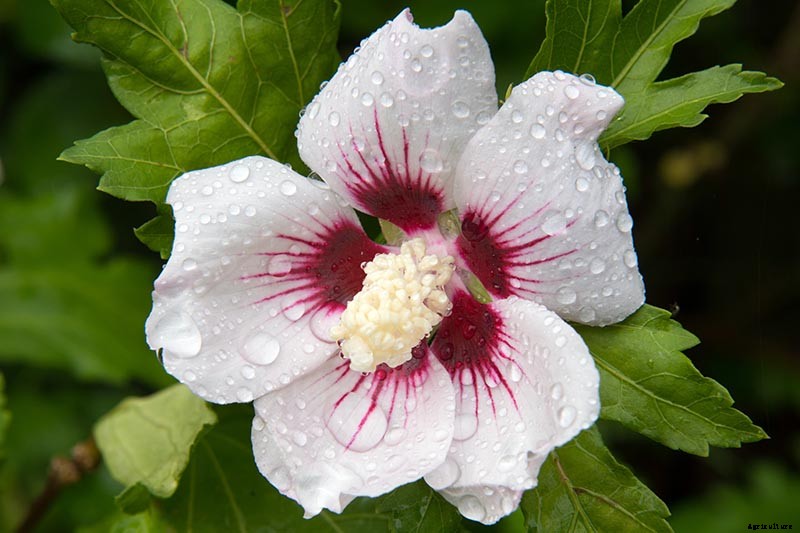 37 of the Best Hibiscus Varieties