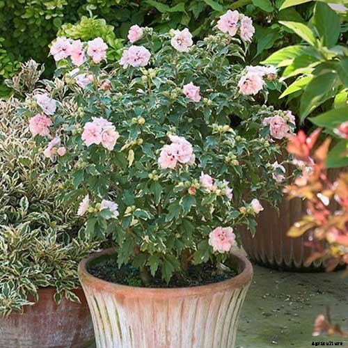 37 of the Best Hibiscus Varieties