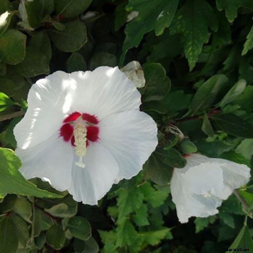 37 of the Best Hibiscus Varieties