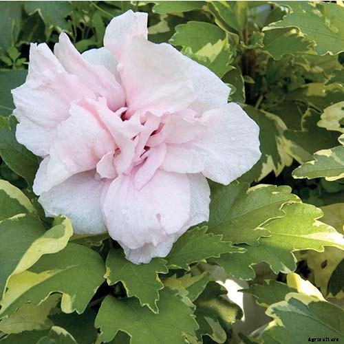 37 of the Best Hibiscus Varieties