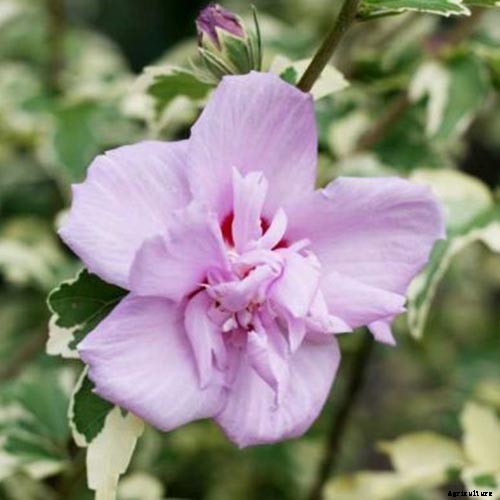 37 of the Best Hibiscus Varieties