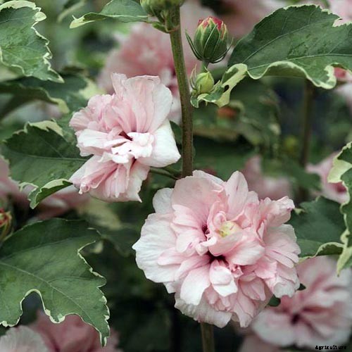 37 of the Best Hibiscus Varieties