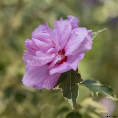 37 of the Best Hibiscus Varieties