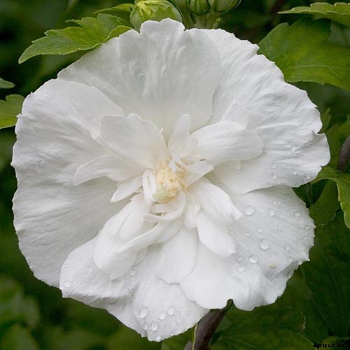 37 of the Best Hibiscus Varieties