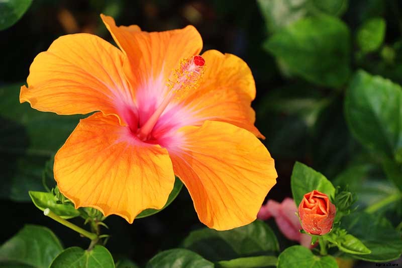 37 of the Best Hibiscus Varieties