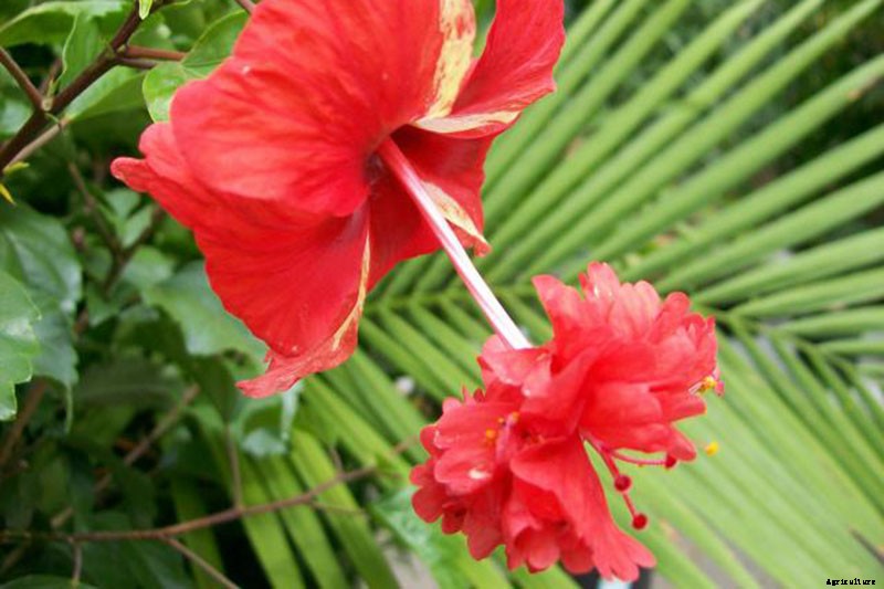 37 of the Best Hibiscus Varieties