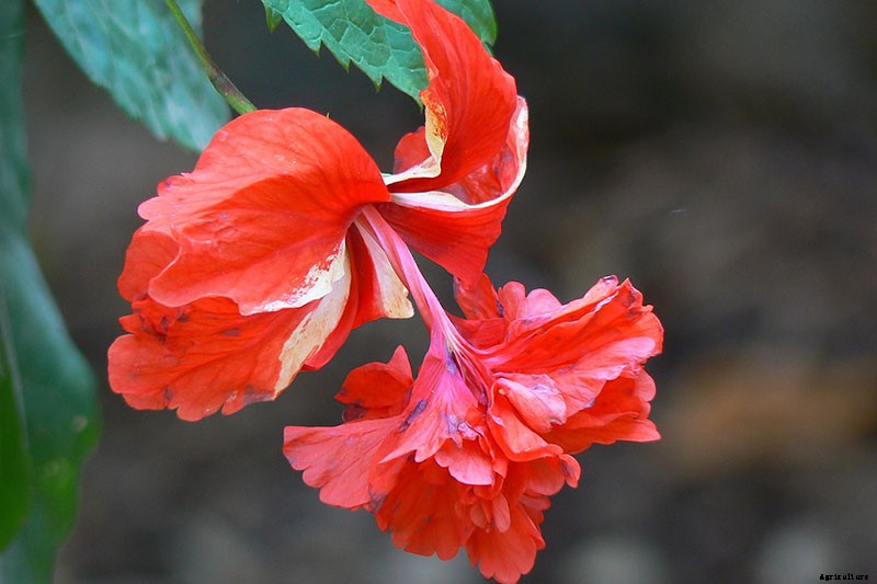 37 of the Best Hibiscus Varieties