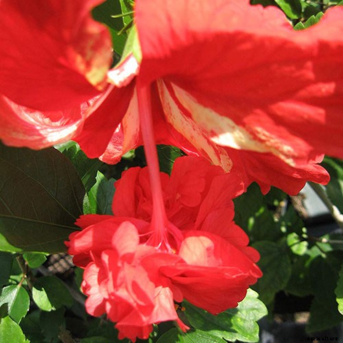 37 of the Best Hibiscus Varieties