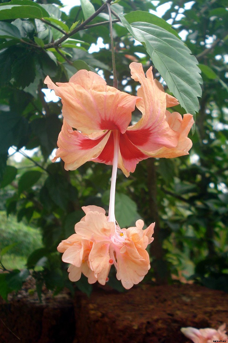 37 of the Best Hibiscus Varieties