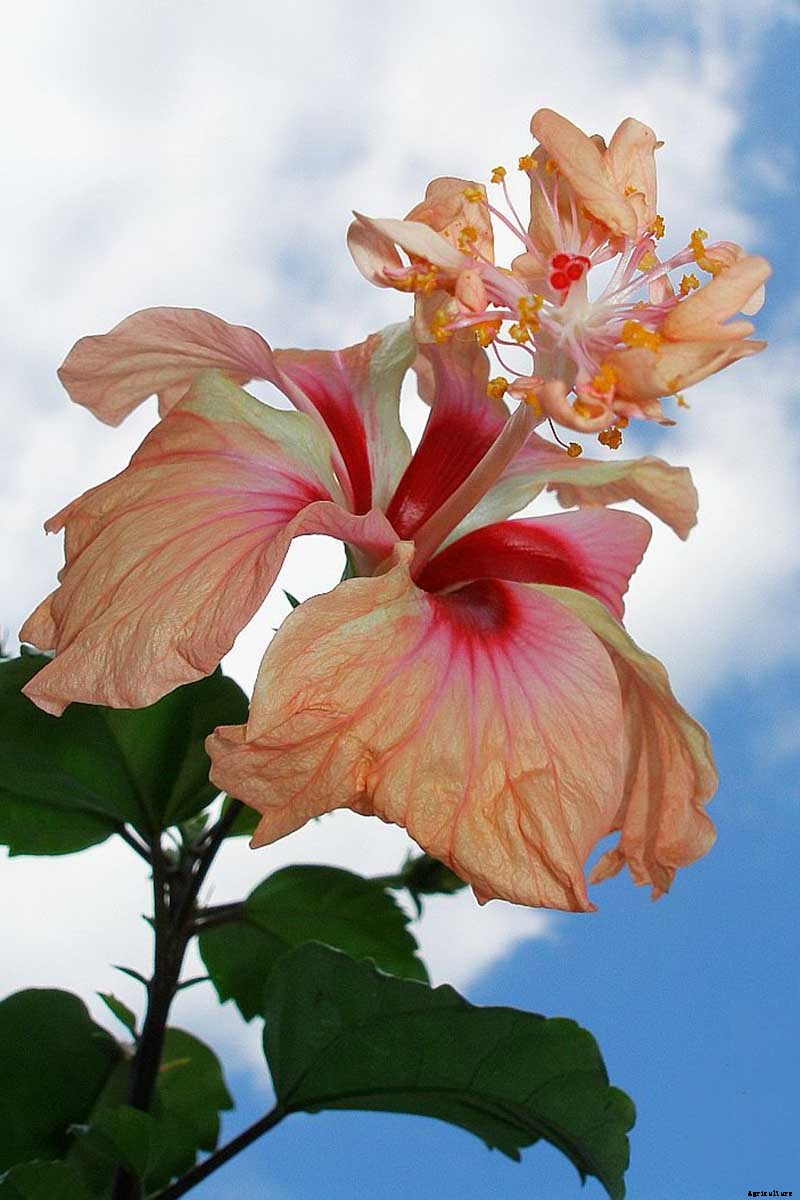 37 of the Best Hibiscus Varieties