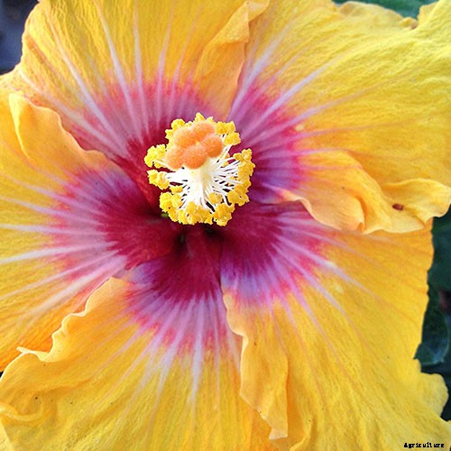 37 of the Best Hibiscus Varieties