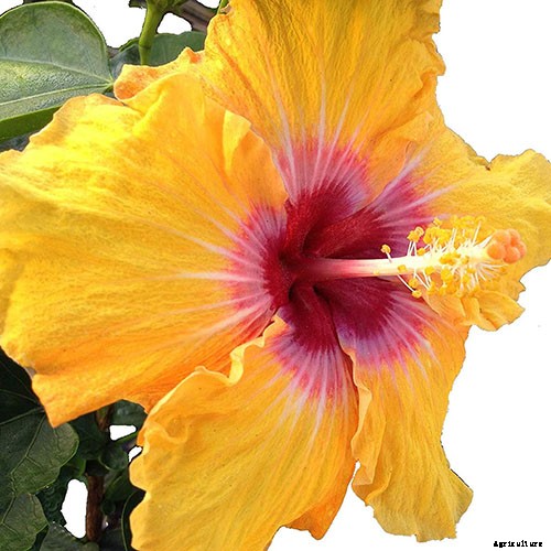 37 of the Best Hibiscus Varieties