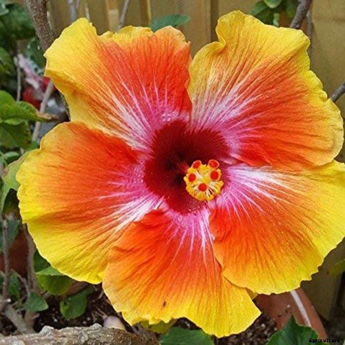 37 of the Best Hibiscus Varieties