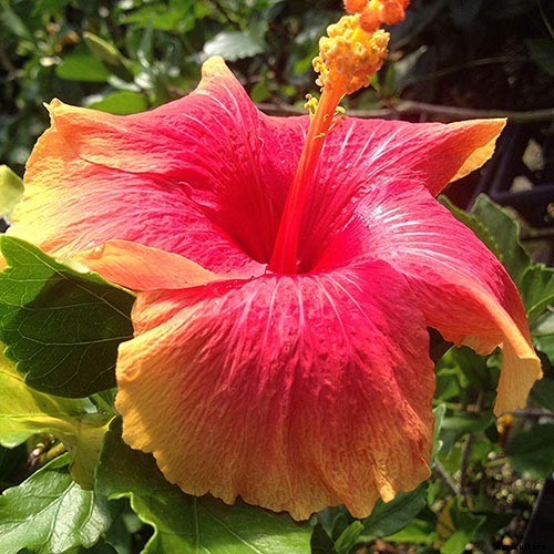 37 of the Best Hibiscus Varieties