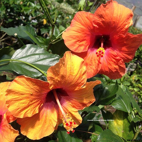 37 of the Best Hibiscus Varieties