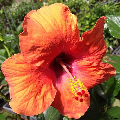 37 of the Best Hibiscus Varieties