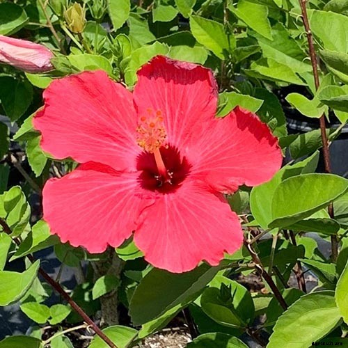 37 of the Best Hibiscus Varieties