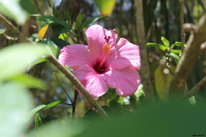 37 of the Best Hibiscus Varieties