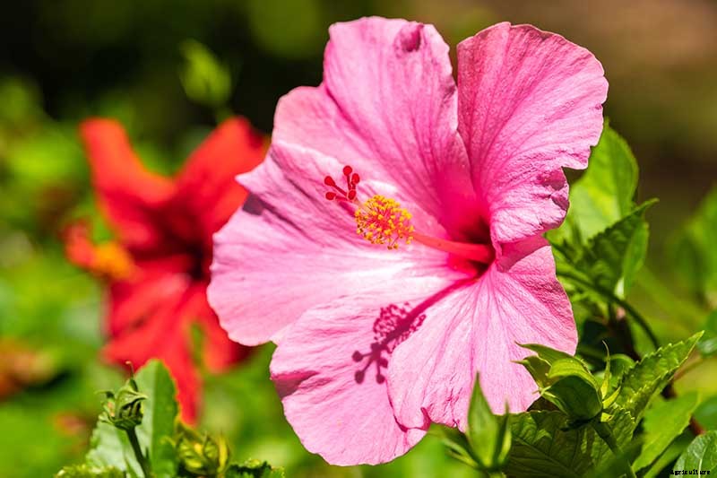 37 of the Best Hibiscus Varieties