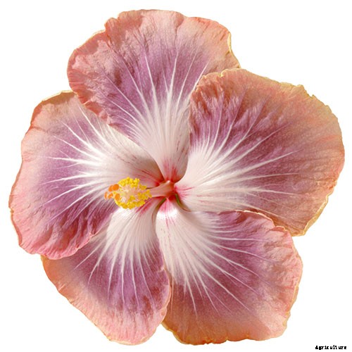 37 of the Best Hibiscus Varieties