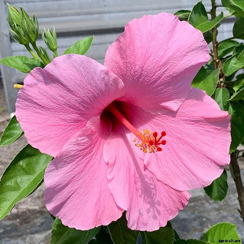 37 of the Best Hibiscus Varieties
