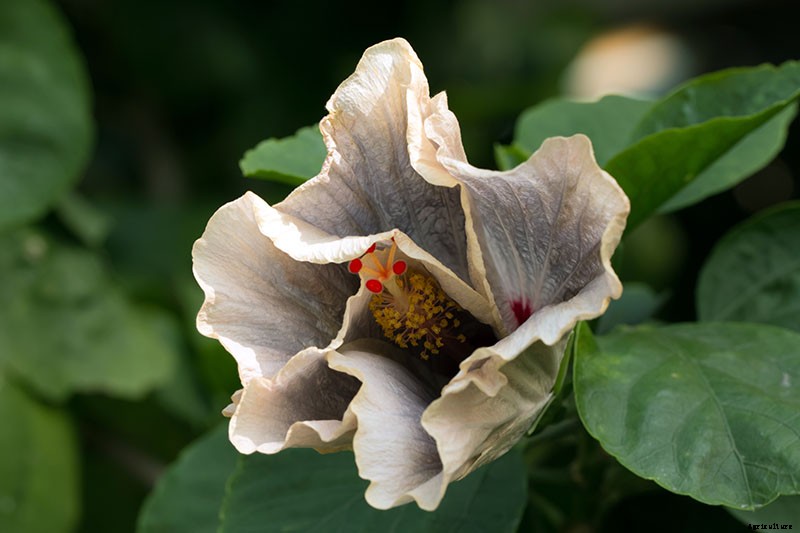 37 of the Best Hibiscus Varieties