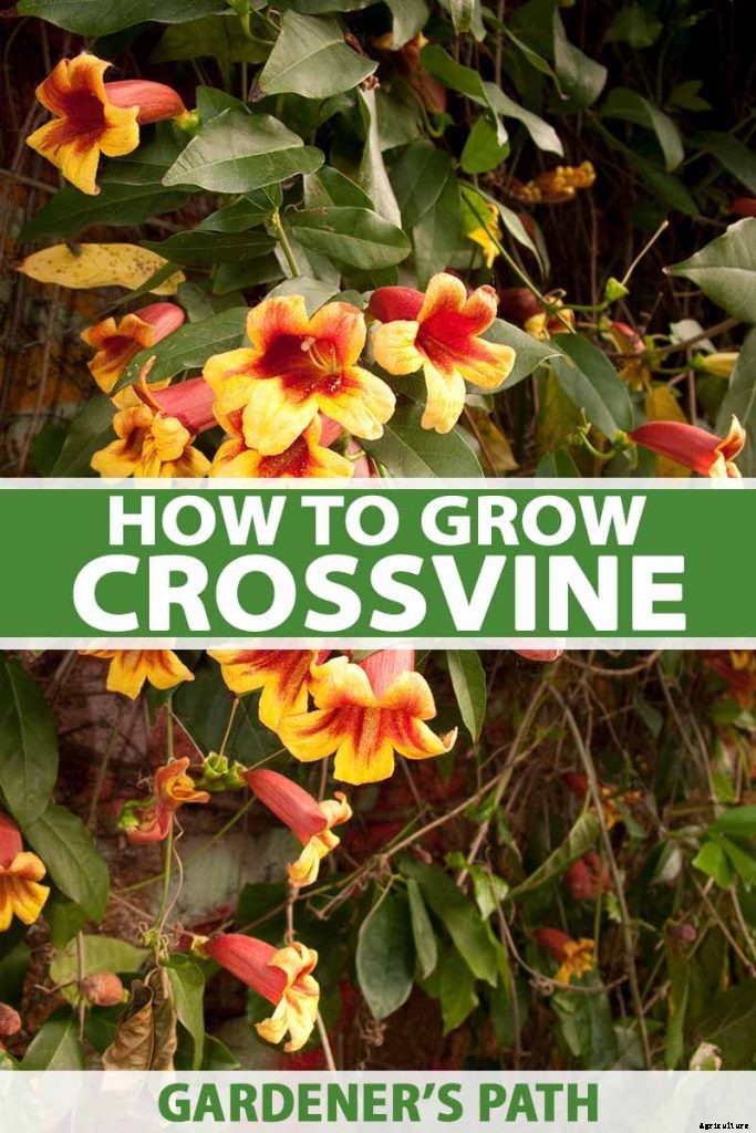 How to Grow Crossvine