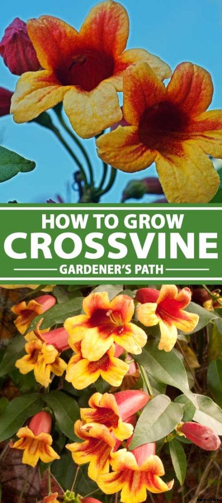 How to Grow Crossvine