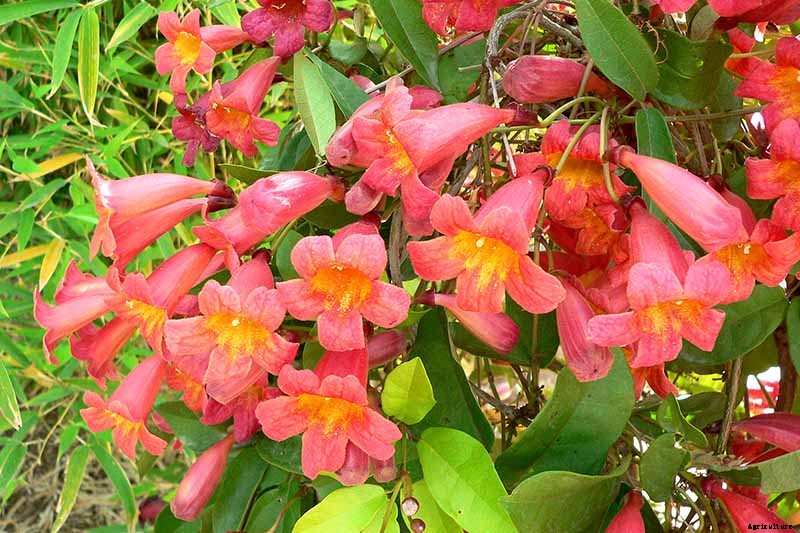 How to Grow Crossvine