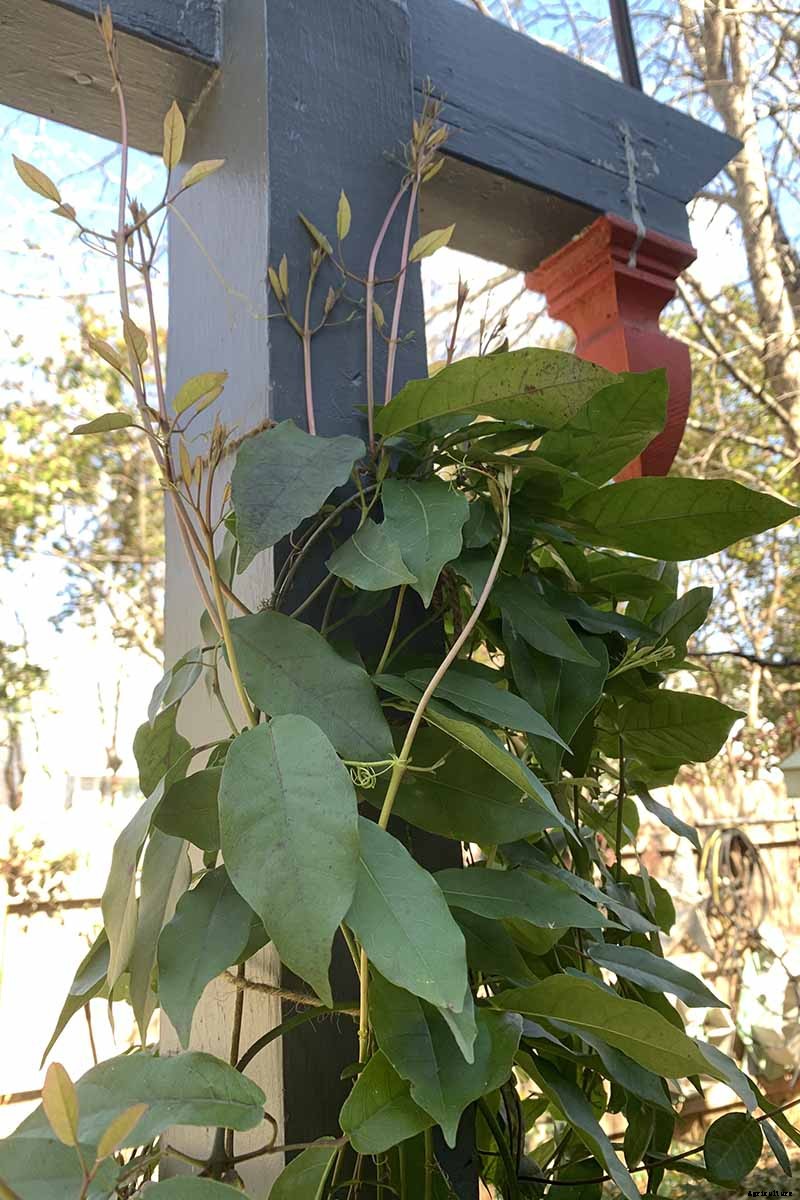 How to Grow Crossvine