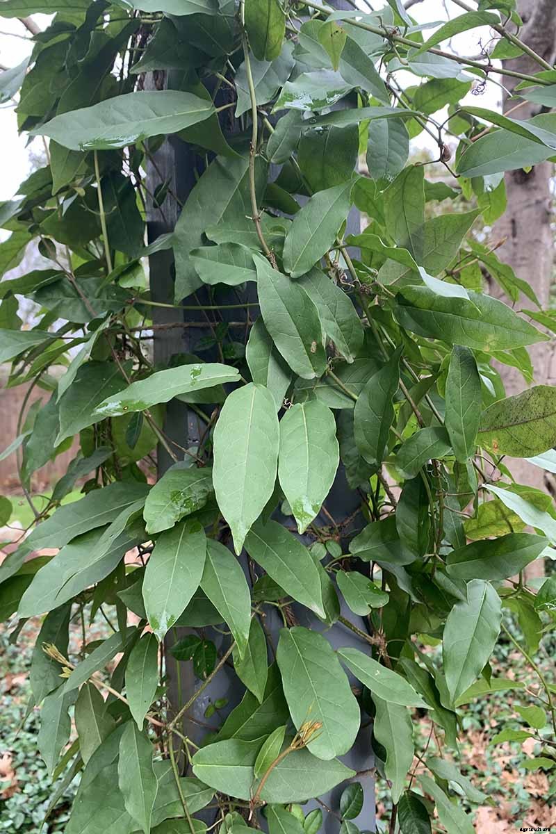 How to Grow Crossvine