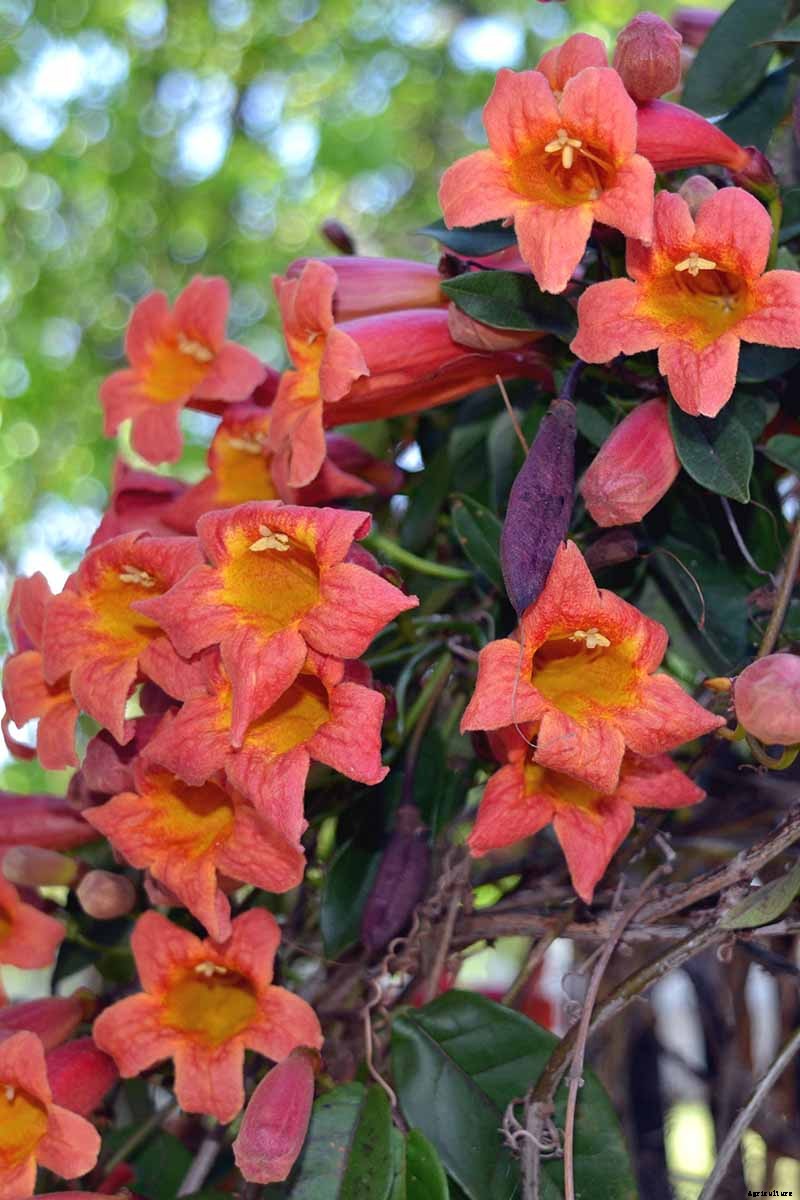 How to Grow Crossvine