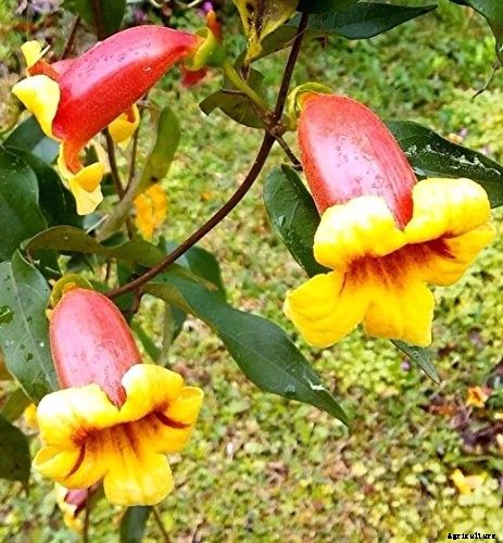 How to Grow Crossvine