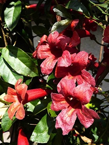 How to Grow Crossvine