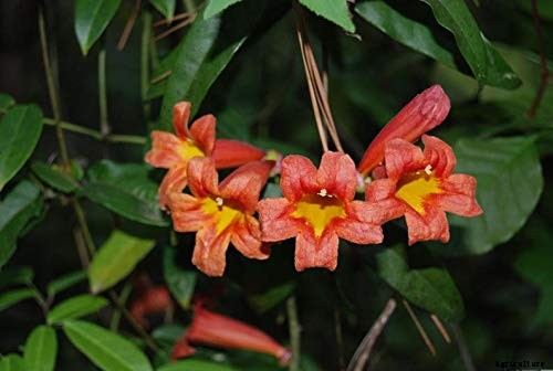 How to Grow Crossvine