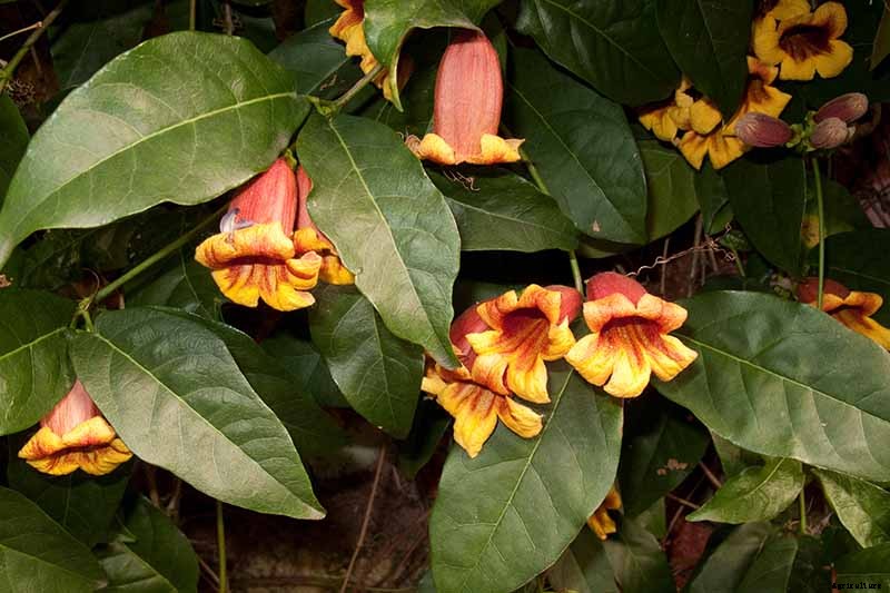 How to Grow Crossvine