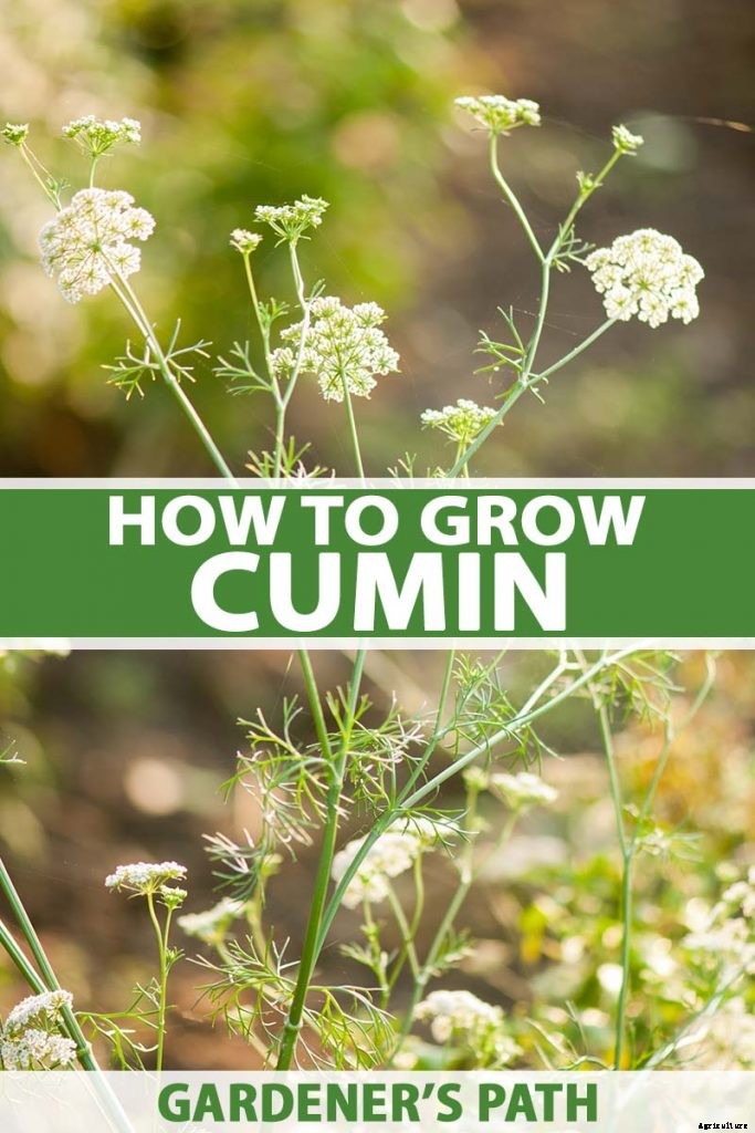How To Grow and Care for Cumin in Your Garden
