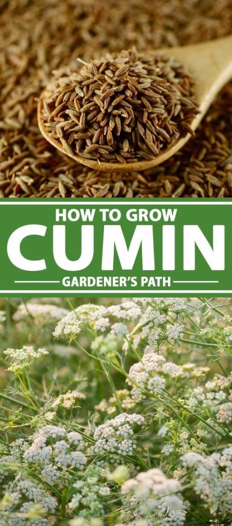 How To Grow and Care for Cumin in Your Garden