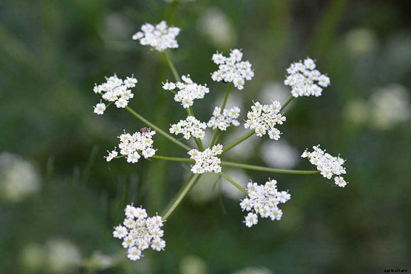 How To Grow and Care for Cumin in Your Garden