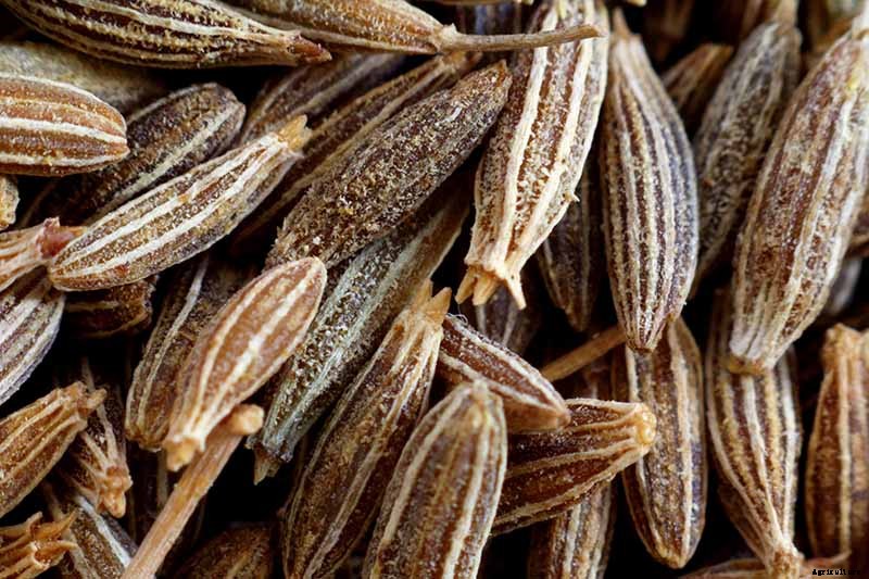 How To Grow and Care for Cumin in Your Garden