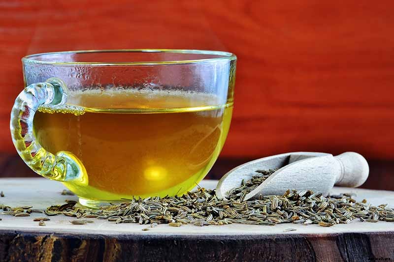 How To Grow and Care for Cumin in Your Garden