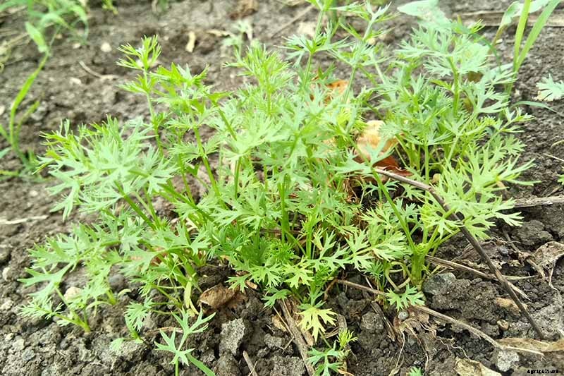 How To Grow and Care for Cumin in Your Garden