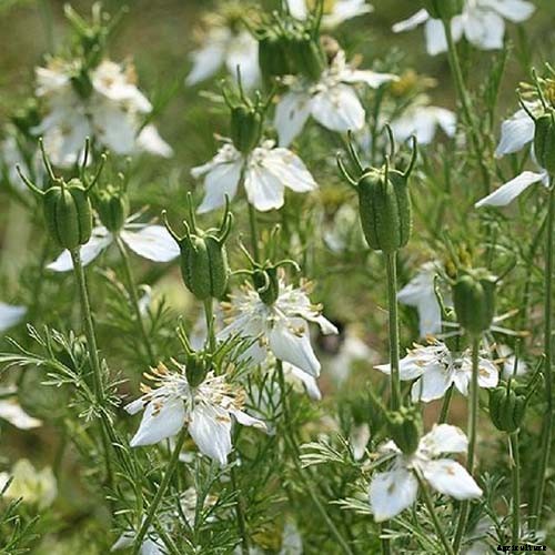 How To Grow and Care for Cumin in Your Garden