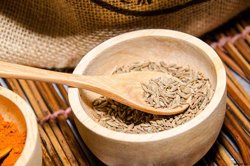 How To Grow and Care for Cumin in Your Garden