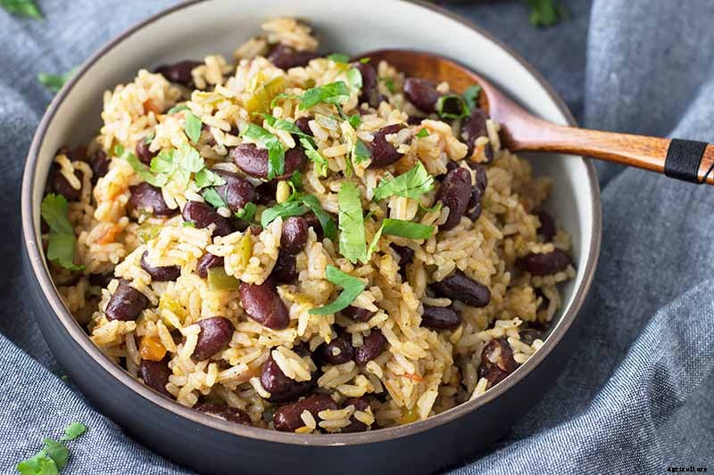 How To Grow and Care for Cumin in Your Garden