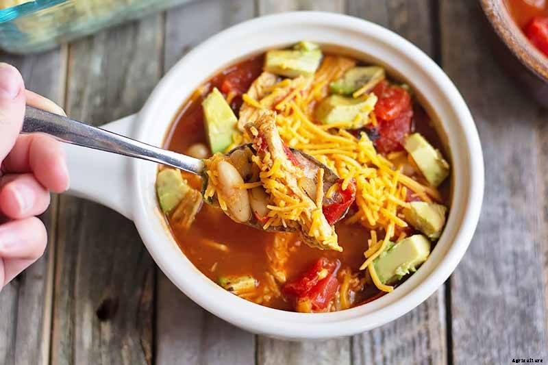 How To Grow and Care for Cumin in Your Garden